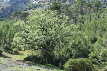 Naturaleza, paisaje, lago, cielo, &aacute;rboles, monta&ntilde;as, medio ambiente