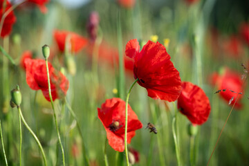 Wiese mit rotem Mohn