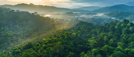 Tropical Evergreen Rain Forest, Rain Forest The nature of various plant species It is complete in terms of ecosystems, biomes, fertile areas, high angle reserved forests, and drone views.Landscape.