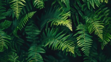 Fern Plant s Green Leaves in Close Up Shot on Summer Background