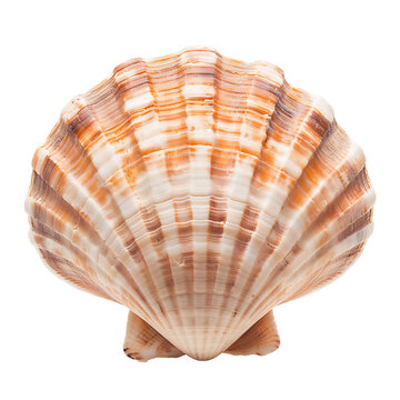 recommend clip art: Marine Seashell Isolated on Transparent Backdrop