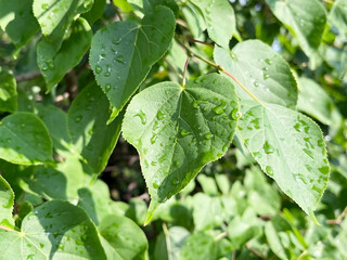 wet green foliage after rain