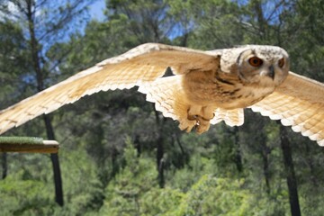 Animales, Ciervo, Águila, Cuervo, salvaje