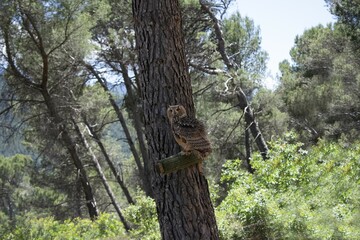 Animales, Ciervo, &Aacute;guila, Cuervo, salvaje
