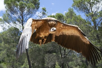 Animales, Ciervo, &Aacute;guila, Cuervo, salvaje