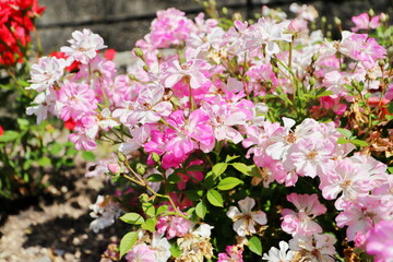 薔薇園の一重のピンクの薔薇　
