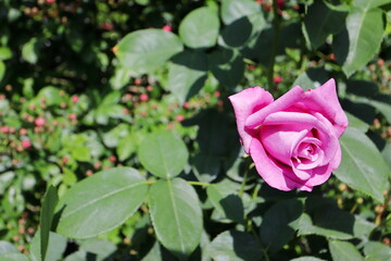 薔薇園の咲きかけけのピンクの薔薇
