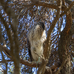 Nankeen night heron - Nycticorax caledonicus