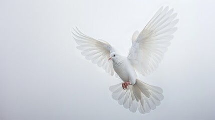 Fototapeta premium Elegant white dove in mid-flight against a pristine white sky, embodying serenity and grace