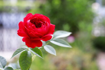 深紅のミニバラ　トゥルーブルーム　レッドキャプテン