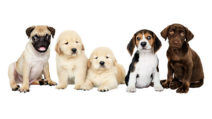 Cute puppies png sticker, animal on transparent background