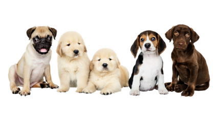 Cute puppies png sticker, animal on transparent background