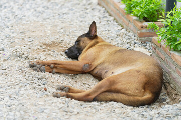 street dog sleep the ground