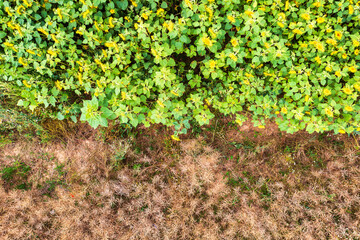 A bird's eye view of a sunflower field in the Taunus
