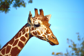 大きなキリンの顔