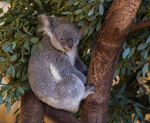 Koala bear - Phascolarctos cinereus