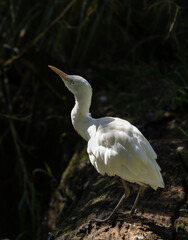 Cattle egret - Bubulcus ibis