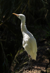 Cattle egret - Bubulcus ibis
