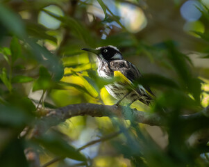 New Holland Honeyeater - Phylidonyris novaehollandiae