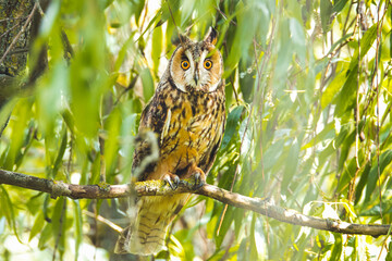 owl sits among the branches