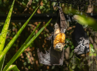 Grey-headed flying fox - Pteropus poliocephalus