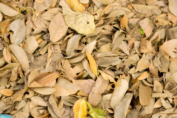 dry leaves on the ground in the forest, dead leaf texture. yellow dry fallen leaves, autumn background