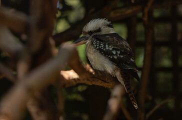 Kookaburra - Dacelo novaeguineae