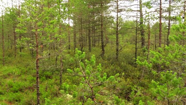 Swamp Viru Raba in Estonia