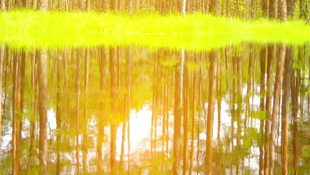 Swamp Viru Raba in Estonia