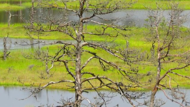Swamp Viru Raba in Estonia