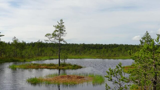 Swamp Viru Raba in Estonia