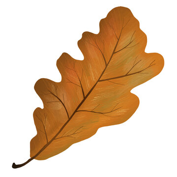 recommend clip art: Png hand drawn oak element fall leaf