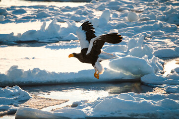 流氷が流れる冬の北海道、知床の海を飛ぶオオワシ