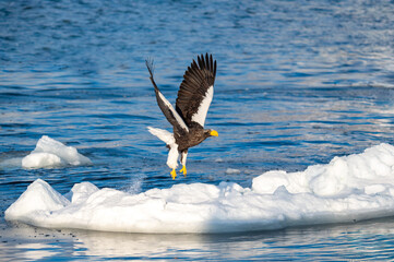 流氷が流れる冬の北海道、知床の海を飛ぶオオワシ