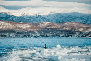 流氷が流れる冬の北海道、知床の海を羽を休めるオオワシ © yoshi
