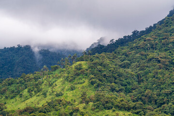 Mindo cloud forest, Quito region, Ecuador.