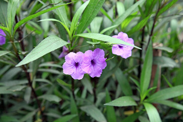 Closeup of Mexican Petunia blooms, Vietnam
