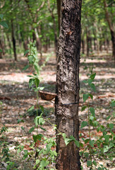 Dish collecting sap from a Rubber tree, Vietnam
