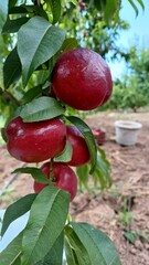 Ripe red nectarine fruits on tree. Vertical shooting, close up.