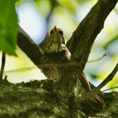 dusky thrush in a forest