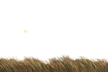 Aesthetic field png background banner, simple wheat design, transparent background © Rawpixel.com