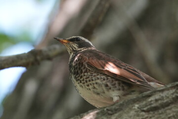 dusky thrush in a forest