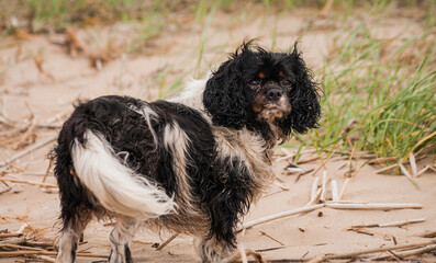 
Cavalier King Charles Spaniel
Hunderasse
