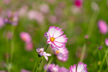 秋の花コスモス
