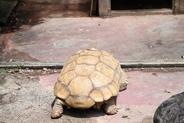 ゆっくり歩くリクガメ
