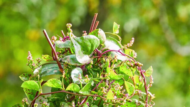 Basella alba is edible perennial vine in family Basellaceae. It is found in tropical Asia and Africa. Basella alba is Malabar spinach, vine spinach, Ceylon spinach and Indian spinach.