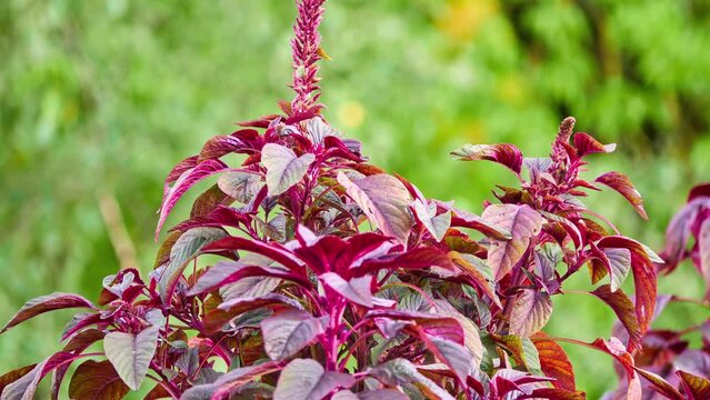 Amaranthus caudatus is annual flowering plant. It goes by common names such as love-lies-bleeding, pendant amaranth, tassel flower, velvet flower, foxtail amaranth, and quilete.