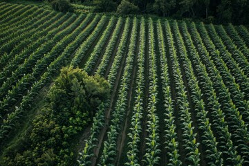 Fototapeta premium Agricultural Field