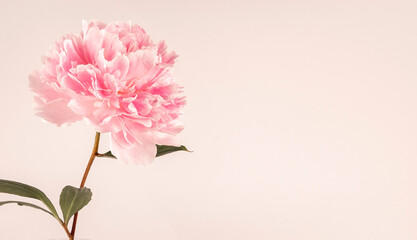 Single Solitary pink Peony (Paeonia) flower close-up, fresh elegant blossom with soft petals, isolated on a light white plain background, minimalist natural beauty, botanical detail, space for text