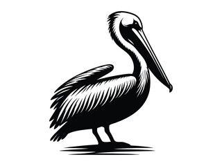 pelican on white background